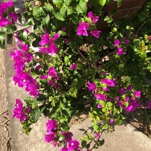 Meet your Posher, Iris